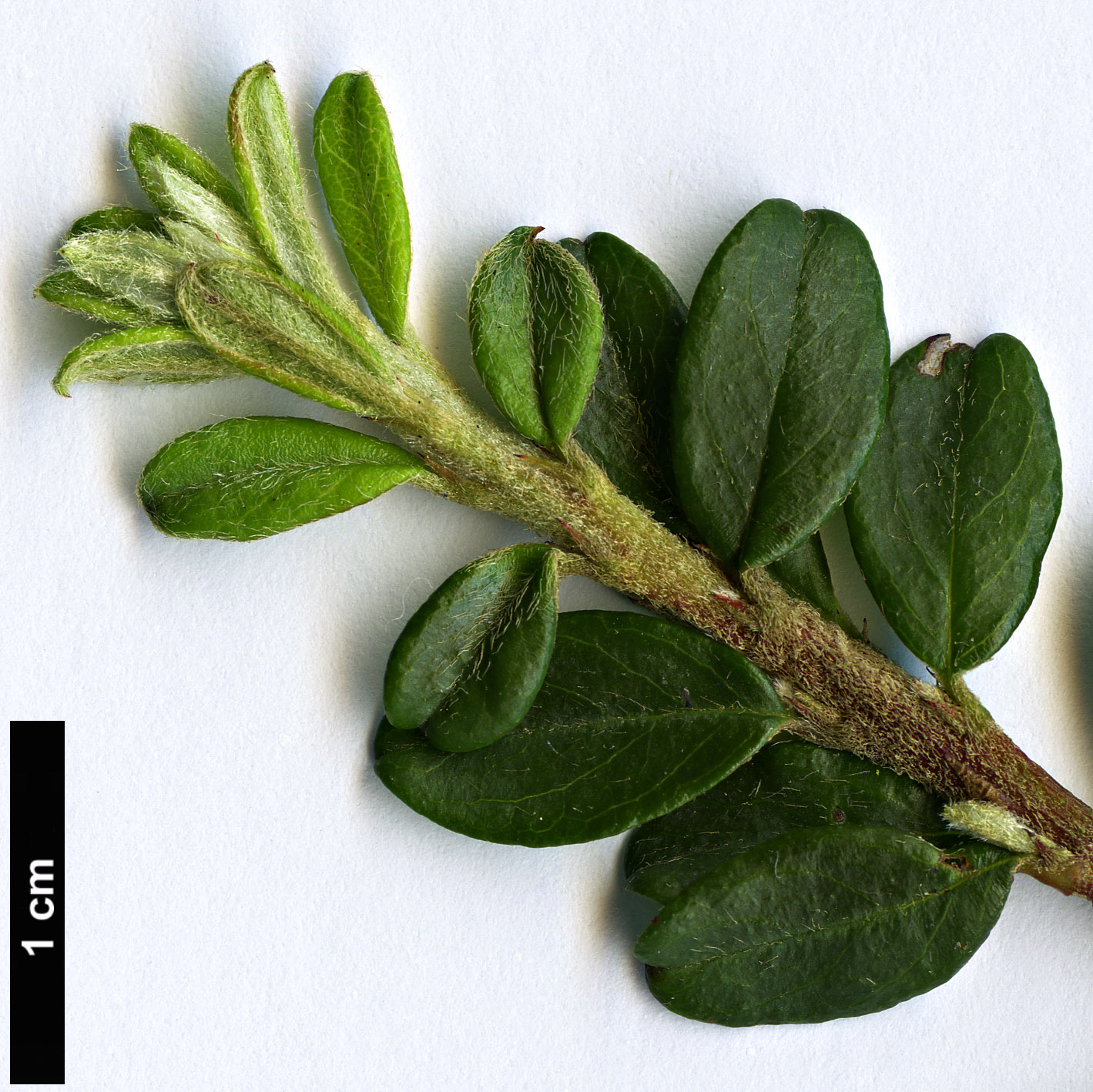 High resolution image: Family: Rosaceae - Genus: Cotoneaster - Taxon: conspicuus - SpeciesSub: ’Twyfords Alarm’